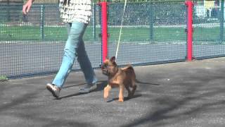 Tomaatje, 8,5 months  old