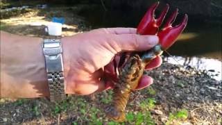 How To Trap/Catch Crayfish. #SRP