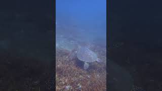 “スローダイブ”をリクエスト頂いたゲスト様とのんびり楽しく安全にバリ島ダイビング！