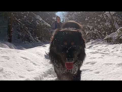 Forest walk with Zorro the Sarplaninac