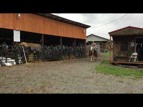 Sold 155- palomino QH mare