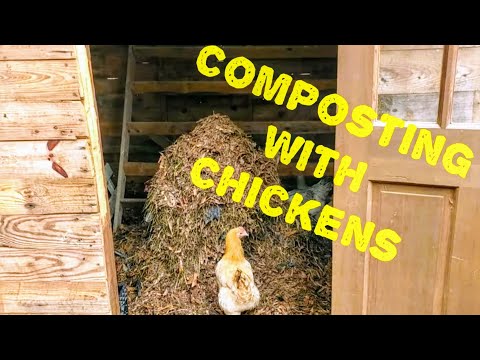 Chicken Composting System (week 1) & Updated On The No-Till Garden Video