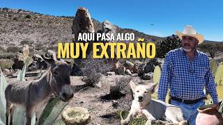 "LO DESCUBRI CUIDANDO CHIVAS"