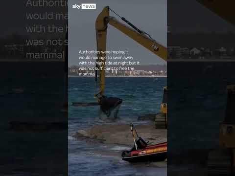 Rescuers race against time to save stranded whale