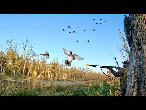 Opening Morning Chaos — Wood Ducks Everywhere!