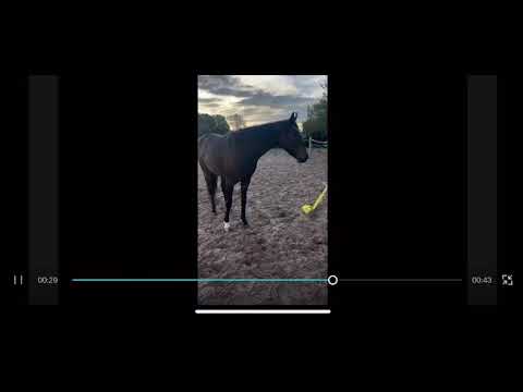 Horses eventer - Image 2