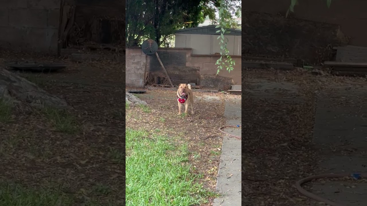 Enlarge McRUFFLES, a Adoptable Shar-Pei in Claremont , CA video 2/2