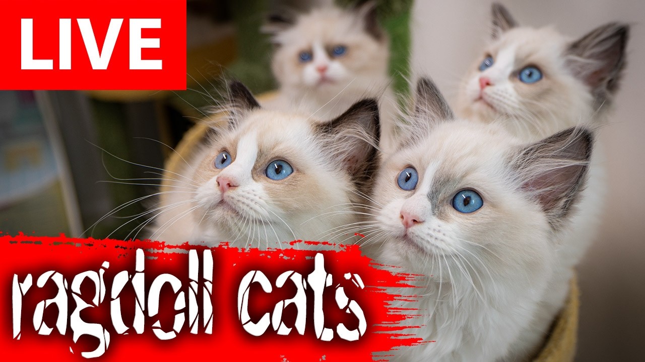 Ragdoll Cats Live Streaming From London's Cattery!