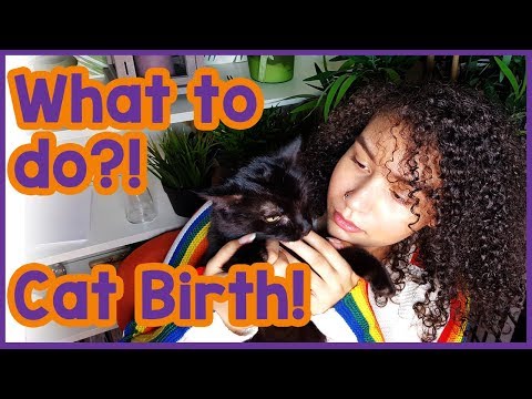 How to help a pregnant cat! - Pregnant cat care 101