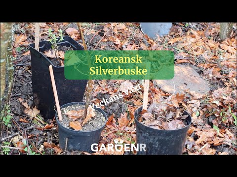 Veckans växt - Koreansk Silverbuske - Trädgårdshacks med GardenR