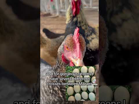 , title : '🌈 eggs! #chickens #chicken #backyardflock'