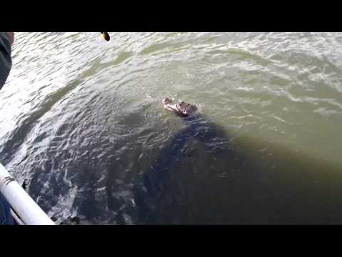 Jacarés comendo a Piranha