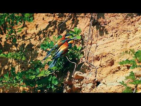 Żołna - podarunki i kopulacja - part 2