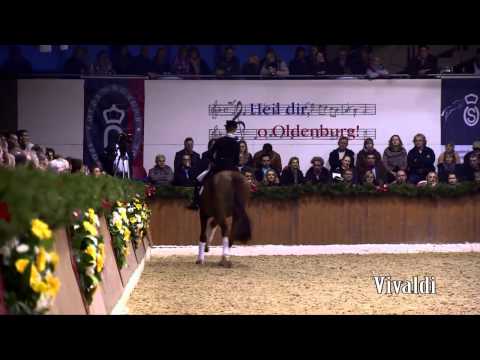 Schockemoehle Hengstkollektion 2014 Vivaldi deutsch