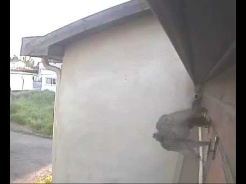 LK 3 - 20130414 5h34 - 4 kestrels?