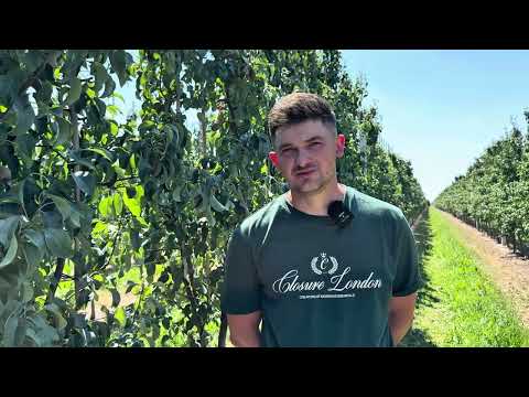 No more honeydew! Discover the fertilizer that changes the face of pear cultivation!