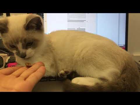 How to keep your cat off your laptop