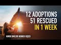 Horse Shelter Heroes | S2E23 | Full Episode