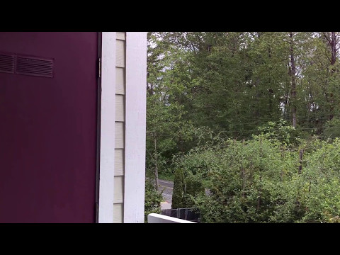 Curious Hummingbird Close Up