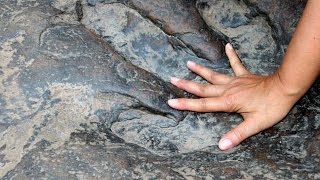 Going back in time: When dinosaurs roamed India