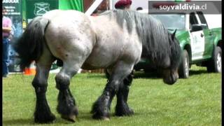 Todo un éxito fue la presentación del Criadero de Caballos Pupunahue