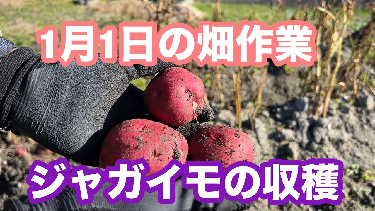 1月1日の畑の作業　ジャガイモ（アンデスレッド）の収穫