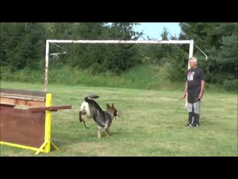 Chira Zde-Sko - aport