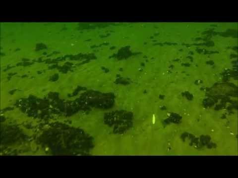 Meerforellen und Plattfischangriff  Unterwasseraufnahme