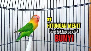Download lagu Lovebird Gacor Ngekek Panjang AHLI Bangkitkan Emosi Lawan, Hitungan menit Emosi Naik Nyaut NGEKEK mp3 Download lagu Lovebird Gacor Ngekek Panjang AHLI Bangkitkan Emosi Lawan, Hitungan menit Emosi Naik Nyaut NGEKEK mp3