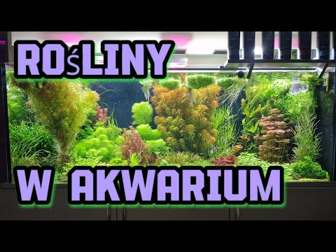 Film Akwarium pana Andrzeja