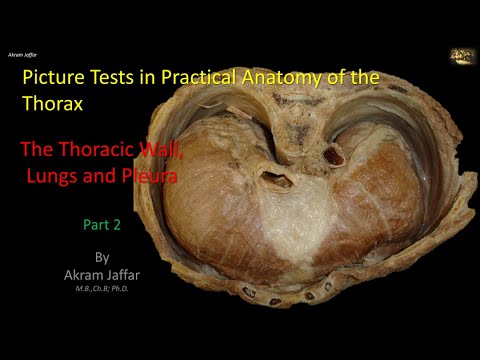 Test obrazkowy z anatomii klatki piersiowej - ściana klatki i płuca (część 2)