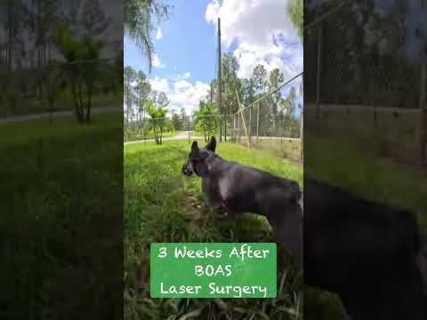 Shylo Before & After BOAS Laser Surgery