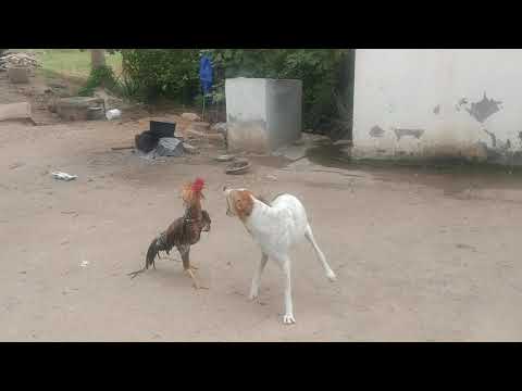 Real dog fight with seval