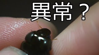 奇形？コガムシ