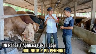 Download lagu Secrets of Cow Feed Weight Increase 2 kg per day mp3