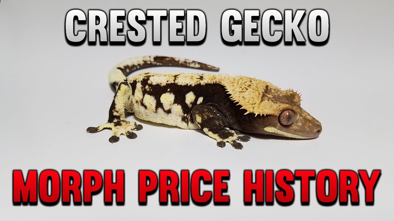 Certain Crested Gecko Morphs Have Tripled In Price?!