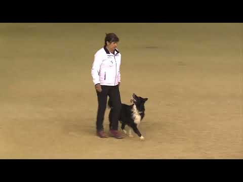 FCI World Championship Obedience 2023 – Wera Hahn / Tending Wonderful