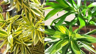 Dracaena Reflexa Plant Care and Propagation - Best Indoor Plant