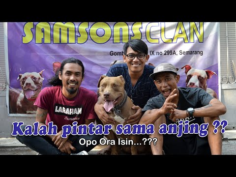 opo-ora-isin-eps-1-film-pendek-srikaton-semarang-ft-samsons-clan