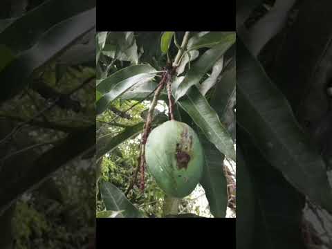 Discovering Itaperuna & Region | Rio de Janeiro – Brazil 🇧🇷