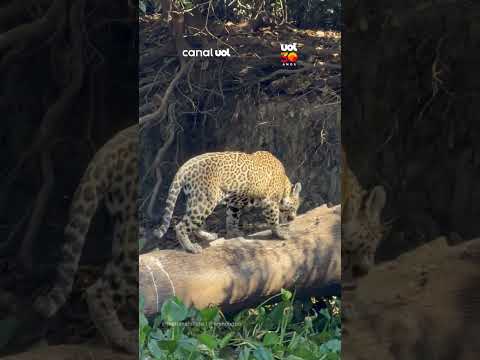 Paz terrível! Onça-pintada é flagrada afiando as garras em árvore no Pantanal