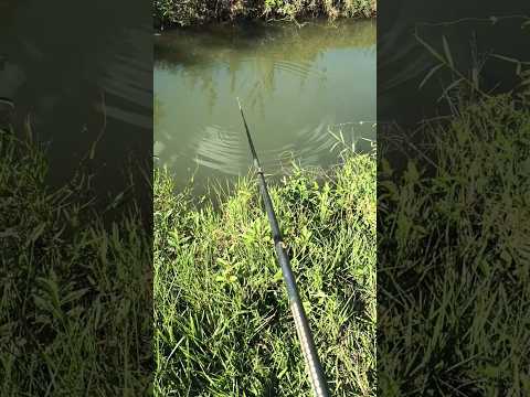 Pescaria traz muita adrenalina , Alfredo Marcondes interior de SP#fishing #interior #pesca