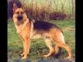 Dog Barking