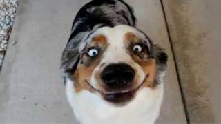 Funny Dog Videos That Are Better Than Netflix 😂 gameplay video by CPADS, 31:32 duration