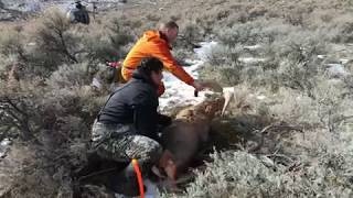 Fraser River Bighorn Disease Assessment and Connectivity Project
