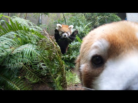 Red Panda Pabu Ambushes, Pounces On Mom