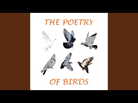 Video thumbnail for The Poetry of Birds - An Introduction