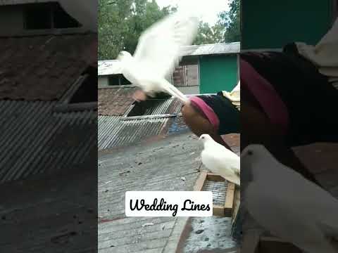 Puting Kalapati #kalapati #whitepigeon