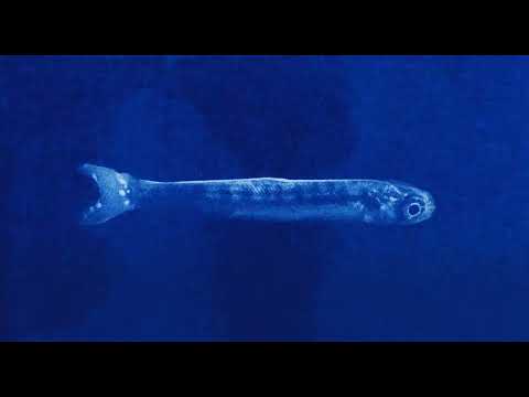 Trailer | Objects Do Not Randomly Fall From The Sky | Maria Estela Paiso