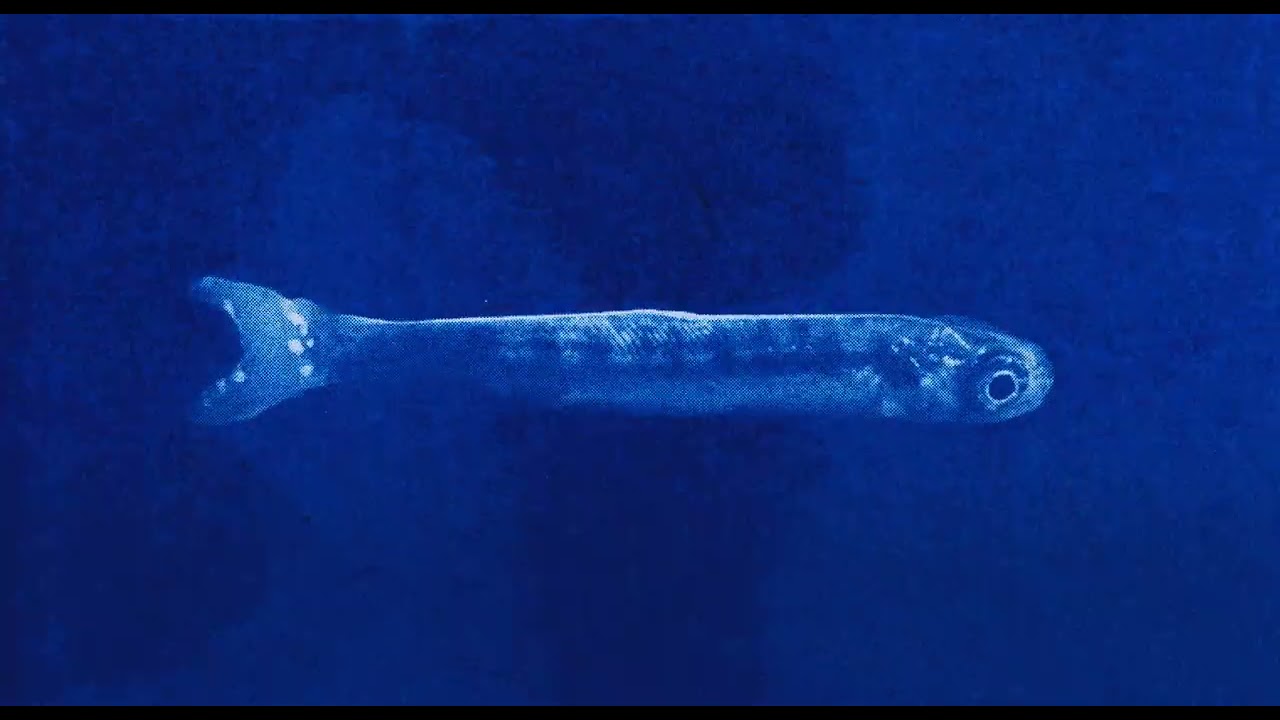 Trailer | Objects Do Not Randomly Fall From The Sky | Maria Estela Paiso